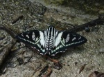 Jemadia scomber KG 121005 PZ km60 9232c.jpg