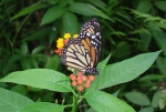 Danaus plexippus PERU Rumipata hotel DW 14NOV11 V 3807c.jpg