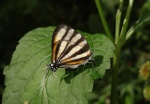 Arawacus separata PERU Rumipata hotel DW 14NOV11 3837c.jpg