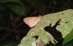 Damas clavus PERU Rumipata hotel DW 14NOV11 3854c.jpg