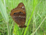 Junonia genoveva PERU Villa Rica DvG 29OCT11 Vc.jpg