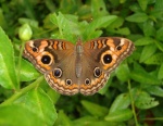 Junonia evareta PERU Rumipata hotel DW 15NOV11 D 3946c.jpg