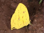 View the album P-3 Sulphurs Coliadinae