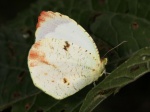 Eurema xantochlora pomponia PERU Rumiyacu TH 14NOV11 F 9358c.jpg