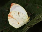 Eurema xantochlora pomponia PERU Rumiyacu TH 14NOV11 F 9358c.jpg