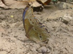 View the album P-3 Morphos & Owls Morphinae