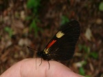 View the album P-3 Longwings & Actinotes Heliconiinae