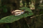 View the album P-3 Skipper, Grass Hesperiinae