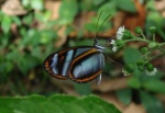 View the album P-3 Clearwings Ithomiinae