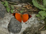 View the album P-4 Brushfoots, Bibliodinae