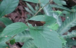 View the album P-3 Skipper, Grass Hesperiinae