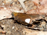 Panoquina luctuosa cineas PERU Rumiyacu RC 14NOV11 Vc.jpg