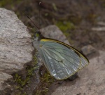 Leptophobia penthica EC Jtntinagua GW 05APR11 V 194.jpg