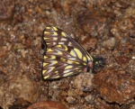 Catasticta philothina philodora per KW EC south Baeza GW 03APR11 V 052 084.jpg