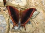 Marpesia zerynthia KG 111309 Cplnga EC D 003c.jpg