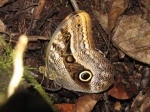 Caligo placidianus PERU PH DvG 20OCT11 Vc.jpg