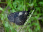View the album E-3 Longwings & Actinotes Heliconiinae