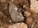 Altinote dicaeus albofasciata per KW EC south Baeza TH 1800m 04APR11 FV 5841c.jpg