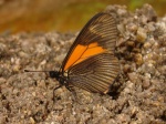View the album E-6 Longwings & Actinotes Heliconiinae