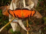 View the album E-4 Longwings & Actinotes Heliconiinae