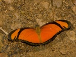 Dryas iulia EC RBR BBt 24APR11 D 162c.jpg