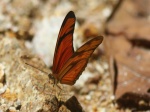 Dryas iulia EC Cplnga JSn 22MAR11 D&V 104c.jpg