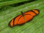 View the album E-6 Longwings & Actinotes Heliconiinae