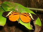 View the album E-4 Clearwings Ithomiinae