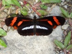 View the album E-3 Longwings & Actinotes Heliconiinae