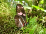 Heliconius telesiphe PERU abv PZ YCNP KG 23OCT11 V 3562c.jpg