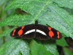 Heliconius telesiphe EC Sn Isidro KWs 06APR11 D 0714c.jpg