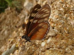 View the album E-4 Monarchs Danainae