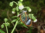 View the album E-4 Clearwings Ithomiinae