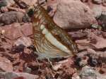 View the album E-4 Sisters Limenitidinae