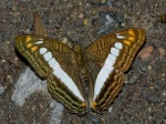 Adelpha alala EC WldSumaco BBt 08APR11c.jpg