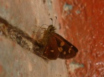 View the album P-5 Skippers, Skipperlings Heteropterinae