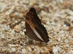 View the album E-6 Sisters Limentidinae