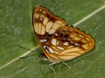 Adelpha saundersii EC below Baeza BBt 04APR11 Vc.jpg