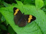 Adelpha saundersii KG 062704 San Isidro 052c.jpg