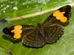 Adelpha saundersii EC below Baeza BBt 04APR11 Dc.jpg