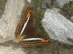 View the album E-3 Sisters Limenitidinae