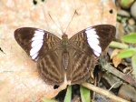 Adelpha epione EC Pngllo IH 10APR11 D 1666.jpg