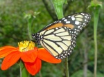 Danaus plexippus nigrippus V KG 120105 PH 8200c.jpg