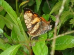 View the album E-3 Brushfoots Nymphalinae
