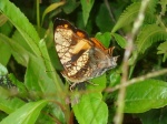 Hypanartia lethe EC south Baeza KG 1800m 04APR11 V 176c.jpg