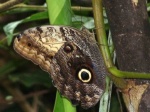 Caligo prometheus EC WldSumaco LC 08APR11 031c.jpg