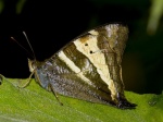 Corades ulema EC south Baeza BBt 1800m 04APR11 Vc.jpg