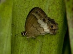 Euptychoides griphe EC below Beaza BBt 04APR11c.jpg