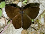 View the album P-3 Satyrs Satyrinae