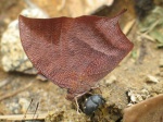 View the album E-4 Leafwings Charaxinae